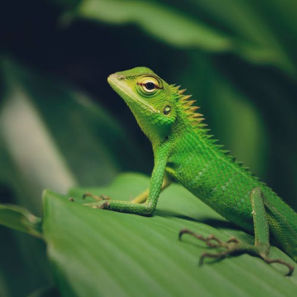 🦎3 items for $15!!! Look for the 🦎🦎